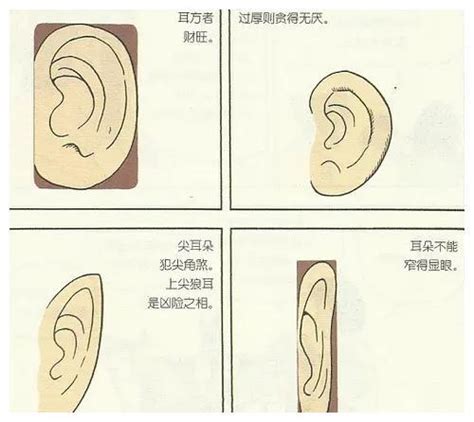 耳型 面相|16种耳相图解